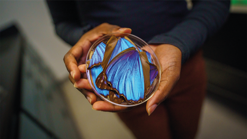 0525-602-NextGen-The-Optical-Imaging-Platform-Inspired-by-Butterfly-Wings_Teaser.png