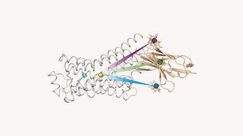 0525-101-AI-News-GPS-for-proteins--Tracking-the-motions-of-cell-receptors_Teaser.png