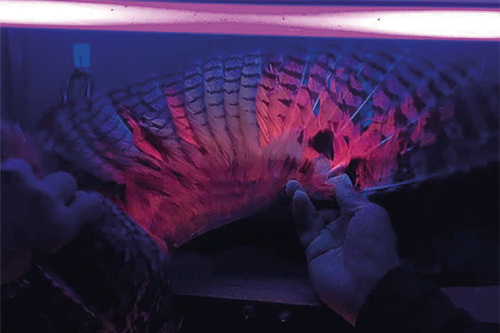 0425-101-AI-News-New-research-finds-fluorescence-in-feathers-of-long-eared-owls_Teaser(1).png